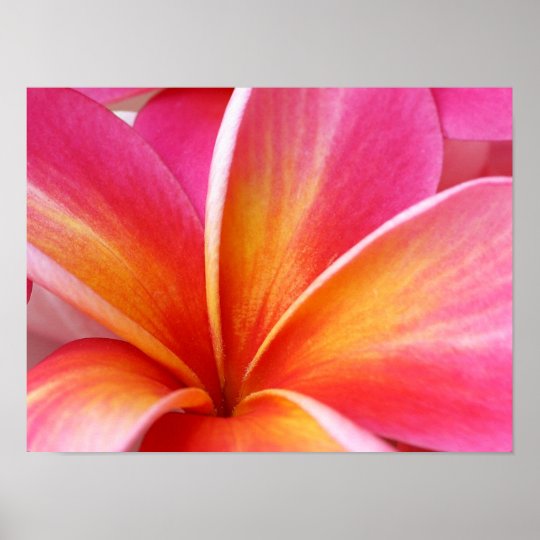 Pink Plumeria Frangipani Hawaii Flower Hawaiian Poster | Zazzle.com