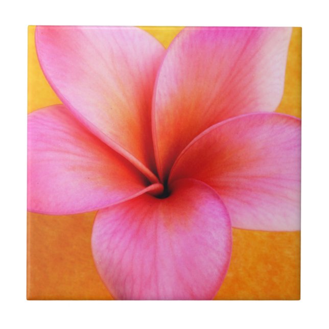 Pink Plumeria Frangipani Hawaii Flower Hawaiian Tile (Front)