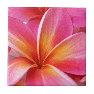 Pink Plumeria Frangipani Hawaii Flower Hawaiian Tile