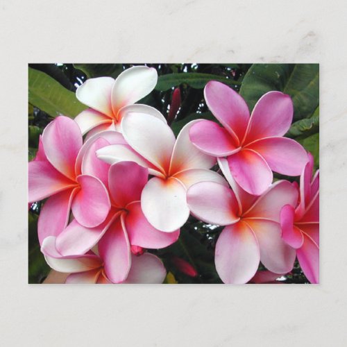 Pink Plumeria Hawaiian Postcard