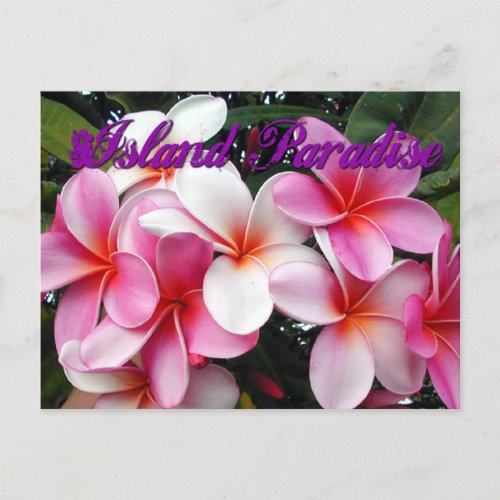 Pink Plumeria Hawaiian Postcard
