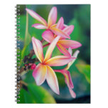 Pink Plumeria Notebook