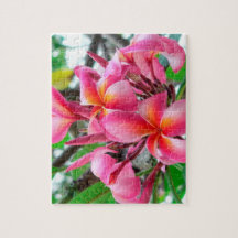 Pink Plumeria or Frangipani flower