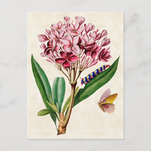 Pink Plumeria Vintage Botanical Postcard (Front)