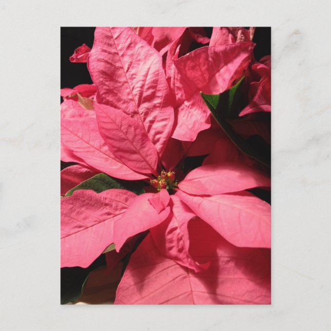 Pink Poinsettia Christmas Flowers Holiday Postcard (Front)