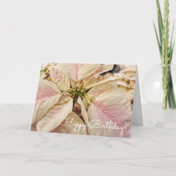 Pink Poinsettia December Birthday Card by Siberianmom at Zazzle