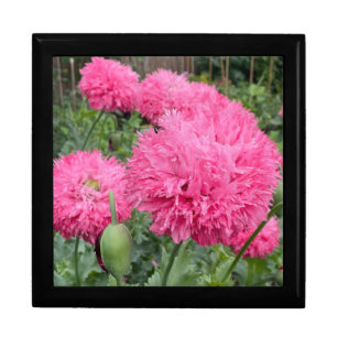 Pink Pom Pom Poppies Gift Box