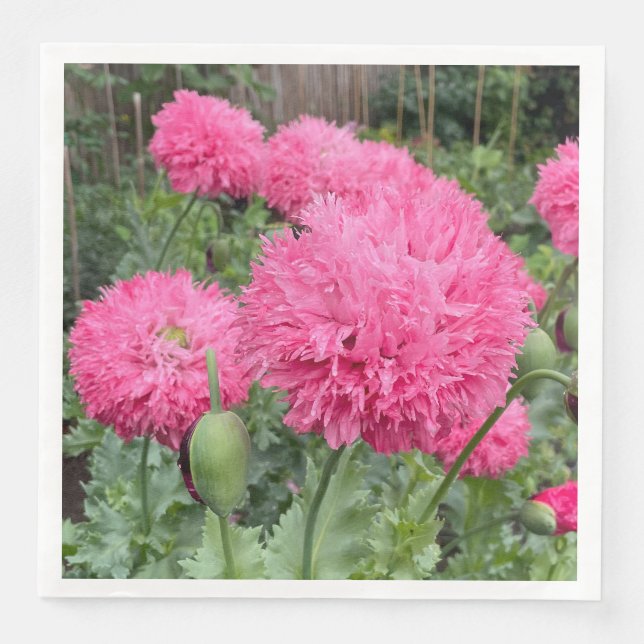 Pink Pom Pom Poppies Paper Dinner Napkins (Front)