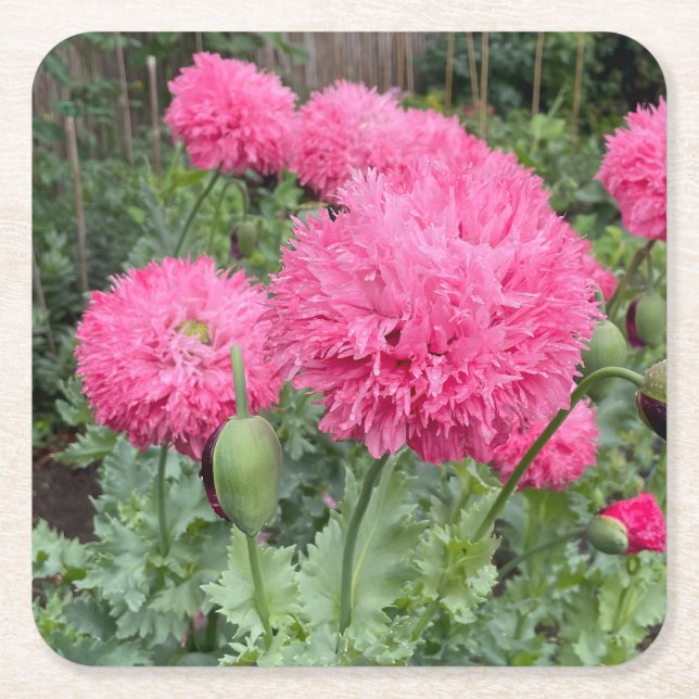 Pink Pom Pom Poppies Square Paper Coaster (Front)