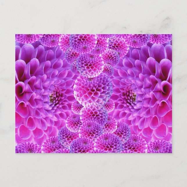 Pink PomPom Dahlia Flowers Postcard (Front)