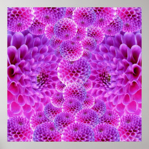 Pink PomPom Dahlia Flowers Poster