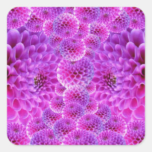 Pink PomPom Dahlia Flowers Square Sticker