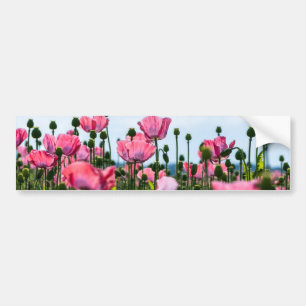 Pink Poppies Bumper Sticker