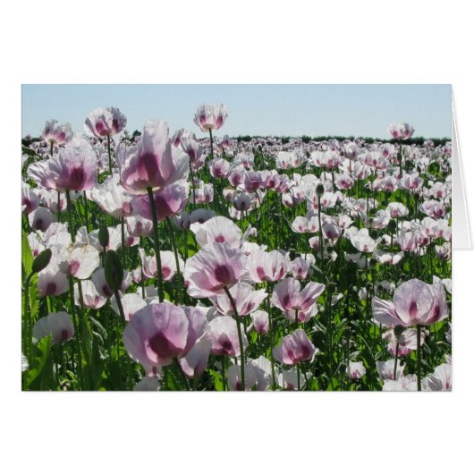 Pink Poppies Cards (Front Horizontal)