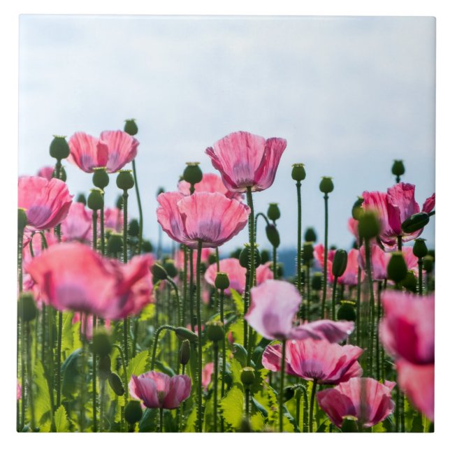 Pink Poppies Ceramic Tile (Front)