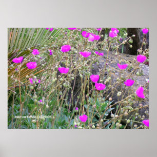 Pink Poppies Poster