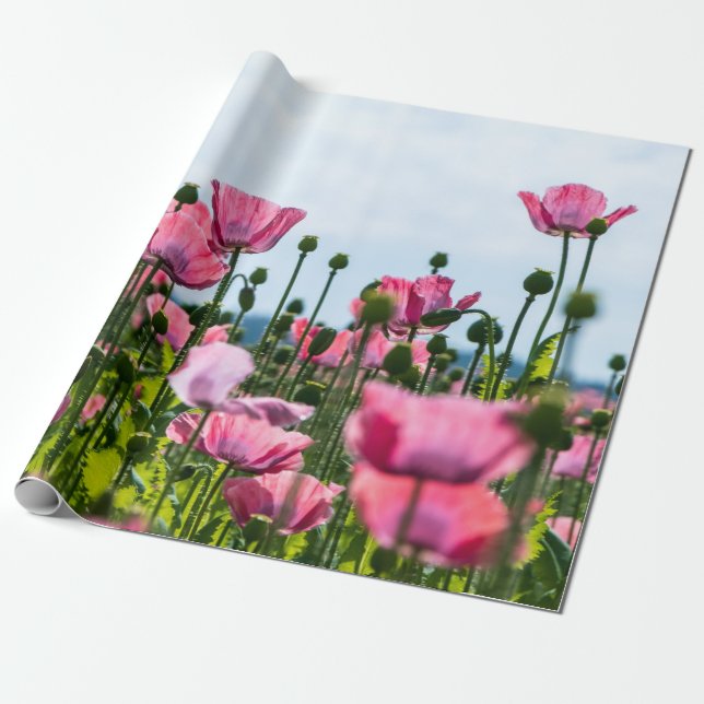 Pink Poppies Wrapping Paper (Unrolled)