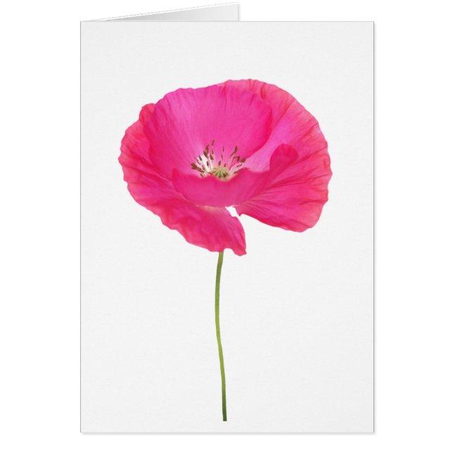 pink poppy (Front)