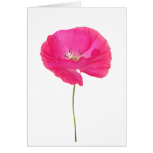 pink poppy cards