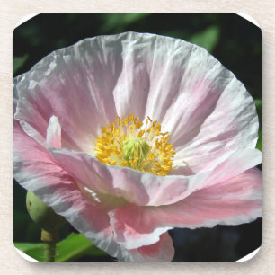 Pink Poppy Flower Drink Coaster