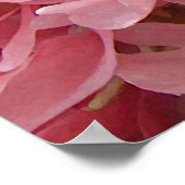 Pink Poppy Petals Poster (Corner)