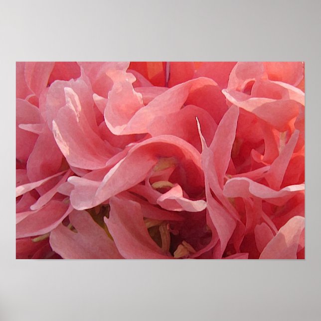 Pink Poppy Petals Poster (Front)