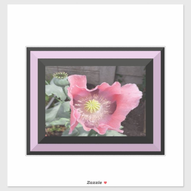 Pink Poppy with bordered edge  Sticker (Sheet)