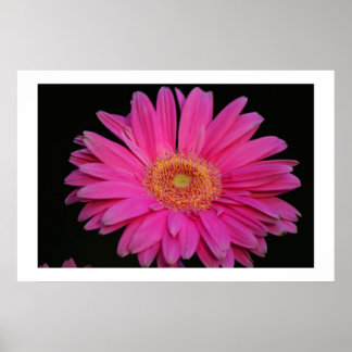 pink poster