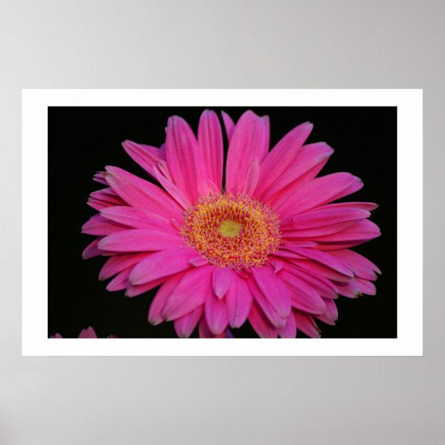 pink poster (Front)