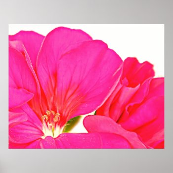 Pink Poster by artinphotography at Zazzle