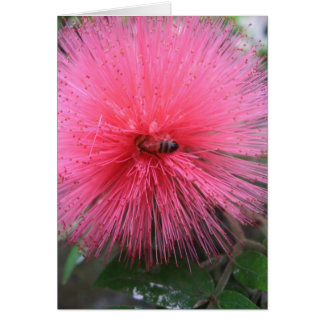 Pink Powderpuff and Bumble Bee