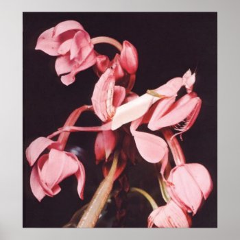 Pink Praying Mantis Camouflage Poster by AV_Designs at Zazzle