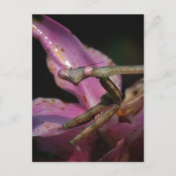 Pink Praying Mantis Postcard by debinSC at Zazzle