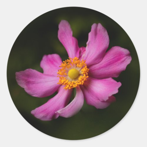 Pink Prinz Heinrich Japanese Anemone Flower Classic Round Sticker