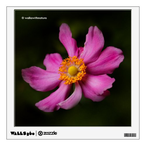 Pink Prinz Heinrich Japanese Anemone Flower Wall Sticker