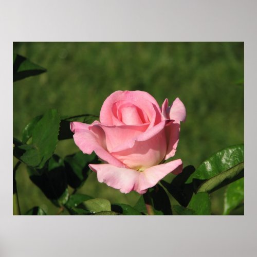 Pink Promise Hybrid Tea Rose 132 Poster