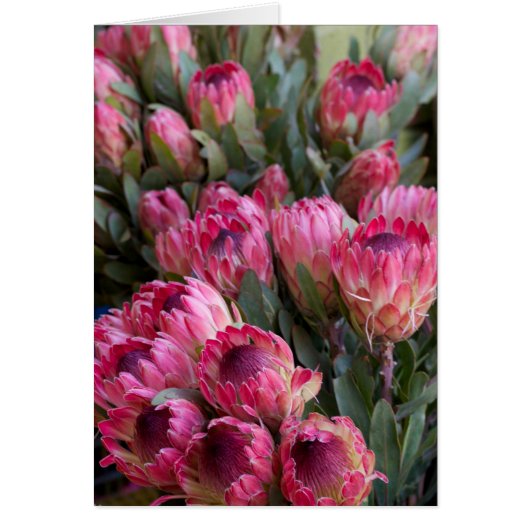Pink Protea Cards (Front)