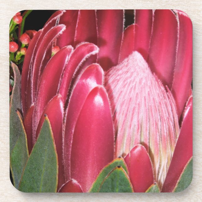 Pink Protea Flower Drink Coaster (Front)