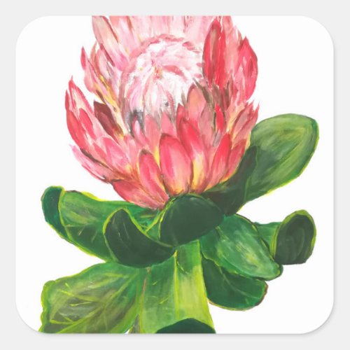 Pink protea king protea flower tropical africa square sticker