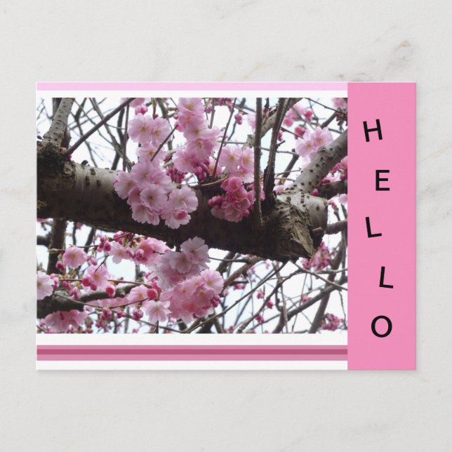 Pink Prunus Blossoms HELLO Postcard (Front)