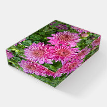 Pink-Purple Chrysanthemums with Raindrops