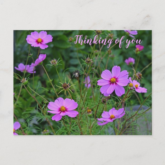 Pink Purple Cosmos Flower Thinking of you Postcard (Front)