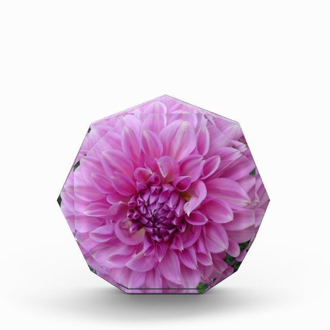 Pink Purple Dahlia Flower Acrylic Award (Front)