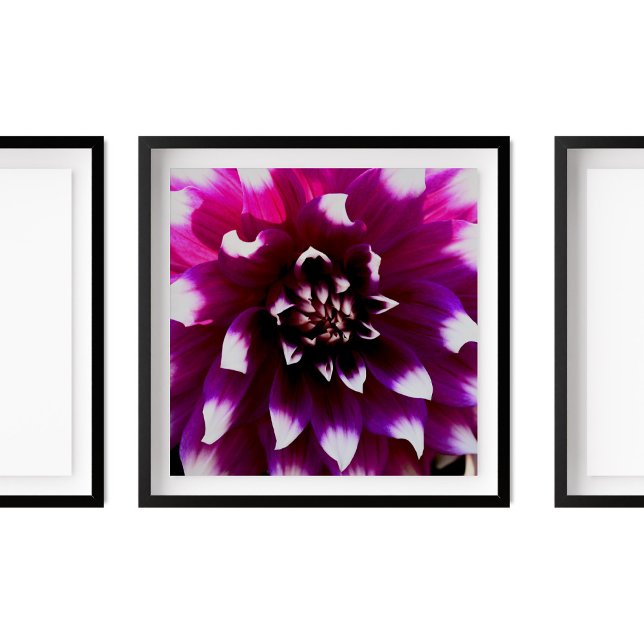 Pink Purple Dahlia Photograph Poster (Creator Uploaded)