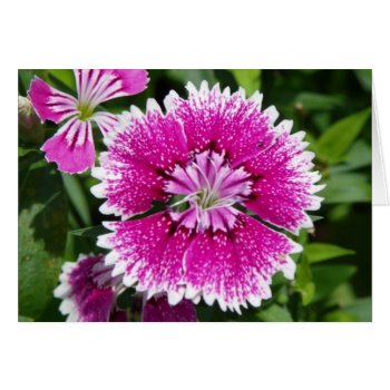 Pink/purple Dianthus Carnation Up Close by FloralZoom at Zazzle