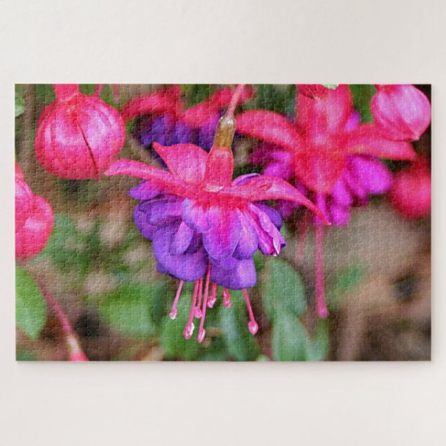 Pink & purple Fuchsia flowers in bloom Jigsaw Puzzle (Horizontal)