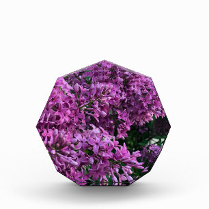 Pink purple lilacs romantic pink floral photo acrylic award