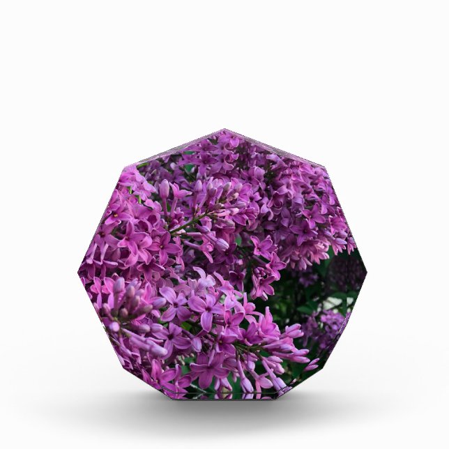 Pink purple lilacs | romantic pink floral photo acrylic award (Front)
