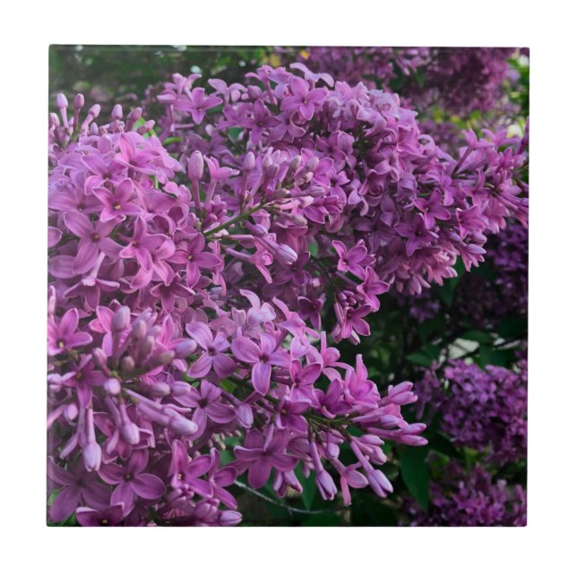 Pink purple lilacs | romantic pink floral photo ceramic tile (Front)