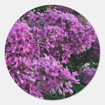 Pink Purple Lilacs | Romantic Pink Floral Photo Classic Round Sticker by Omtastic at Zazzle